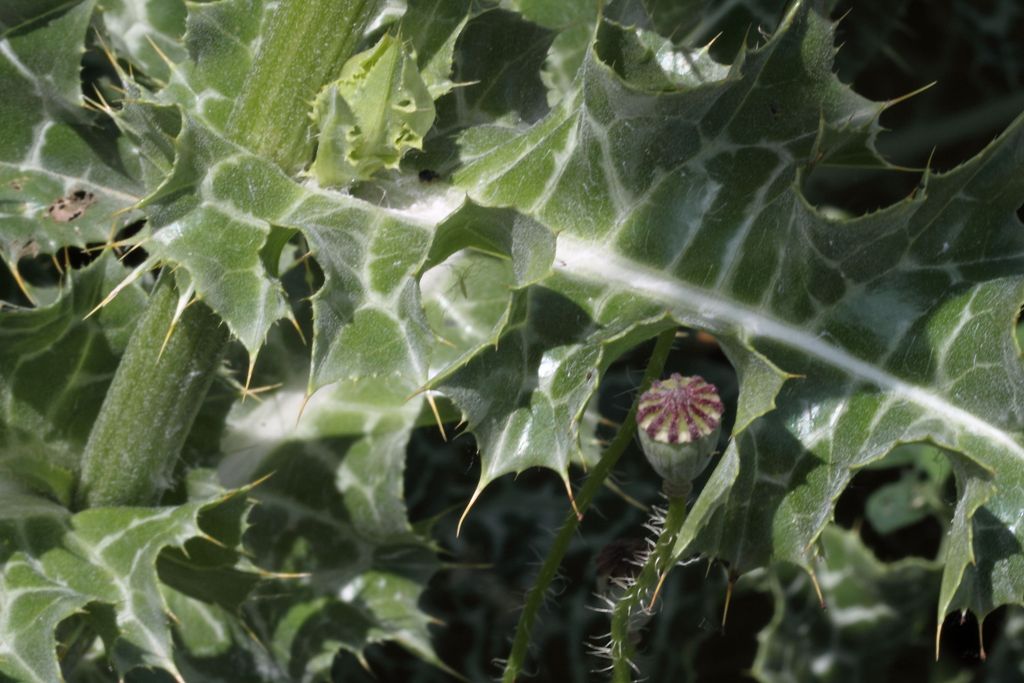 Silybum marianum / Cardo mariano