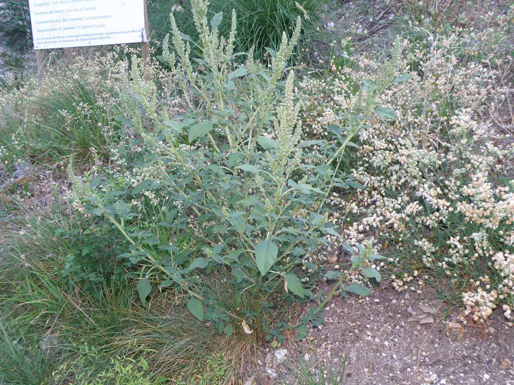 Amaranthus ...