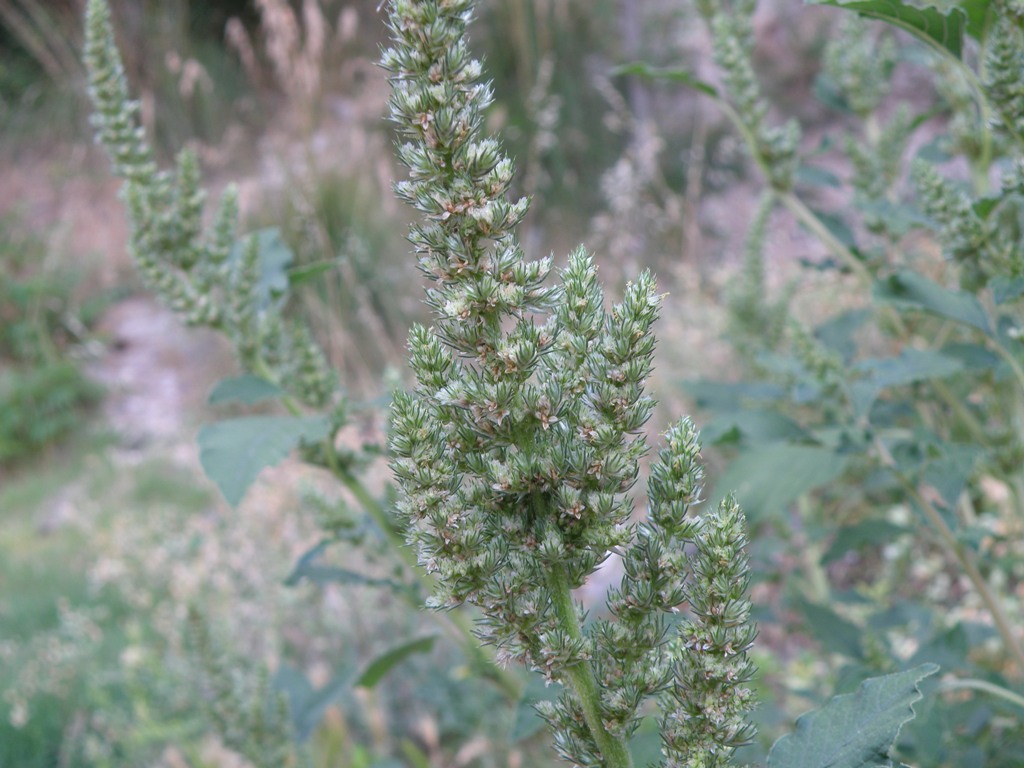 Amaranthus ...