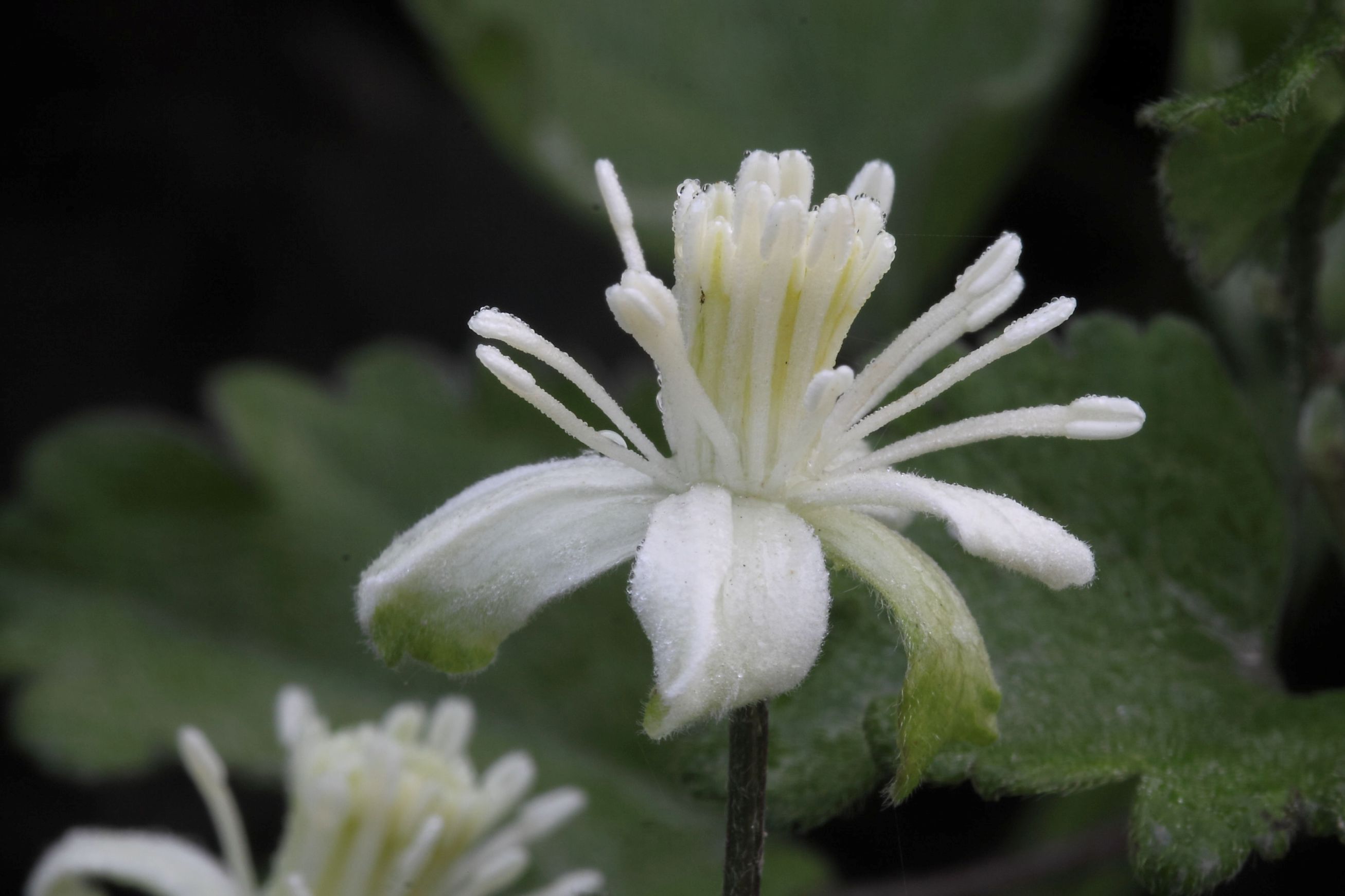 Clematis vitalba