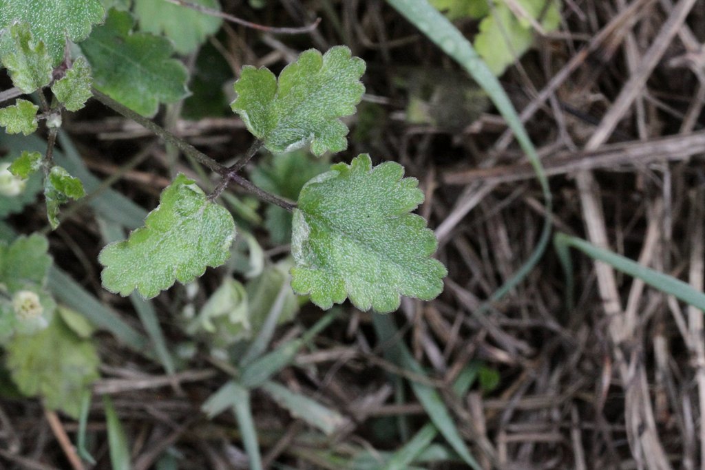 Clematis vitalba