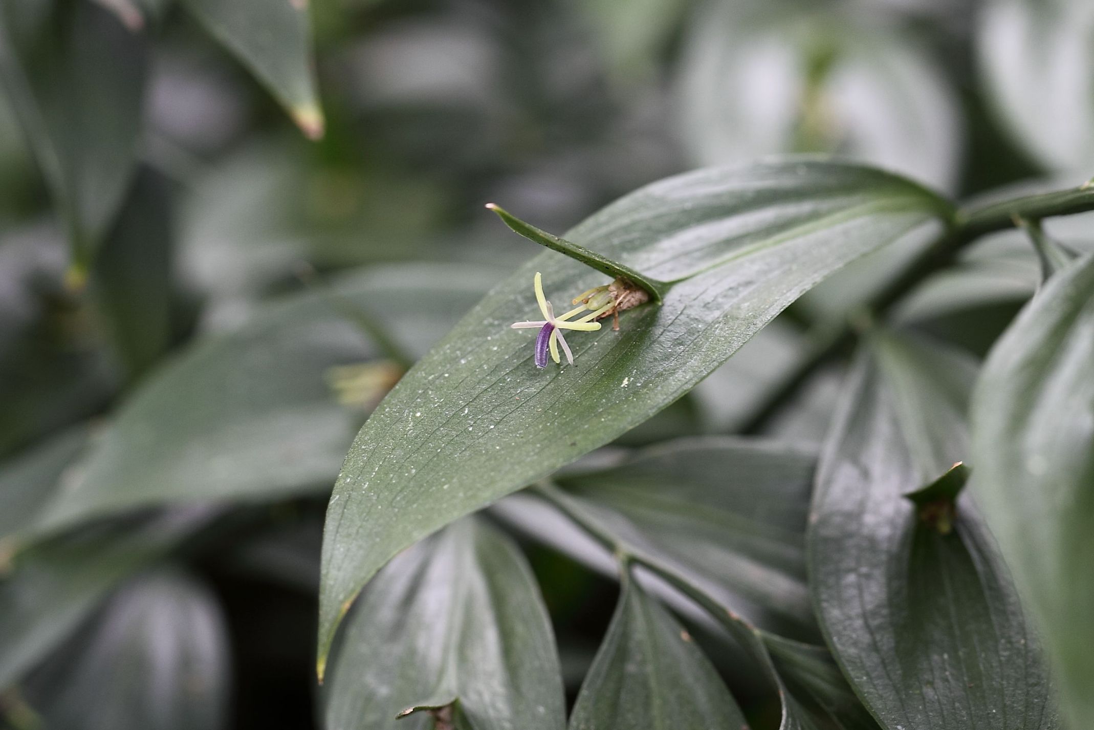 Ruscus hypoglossum / Ruscolo maggiore