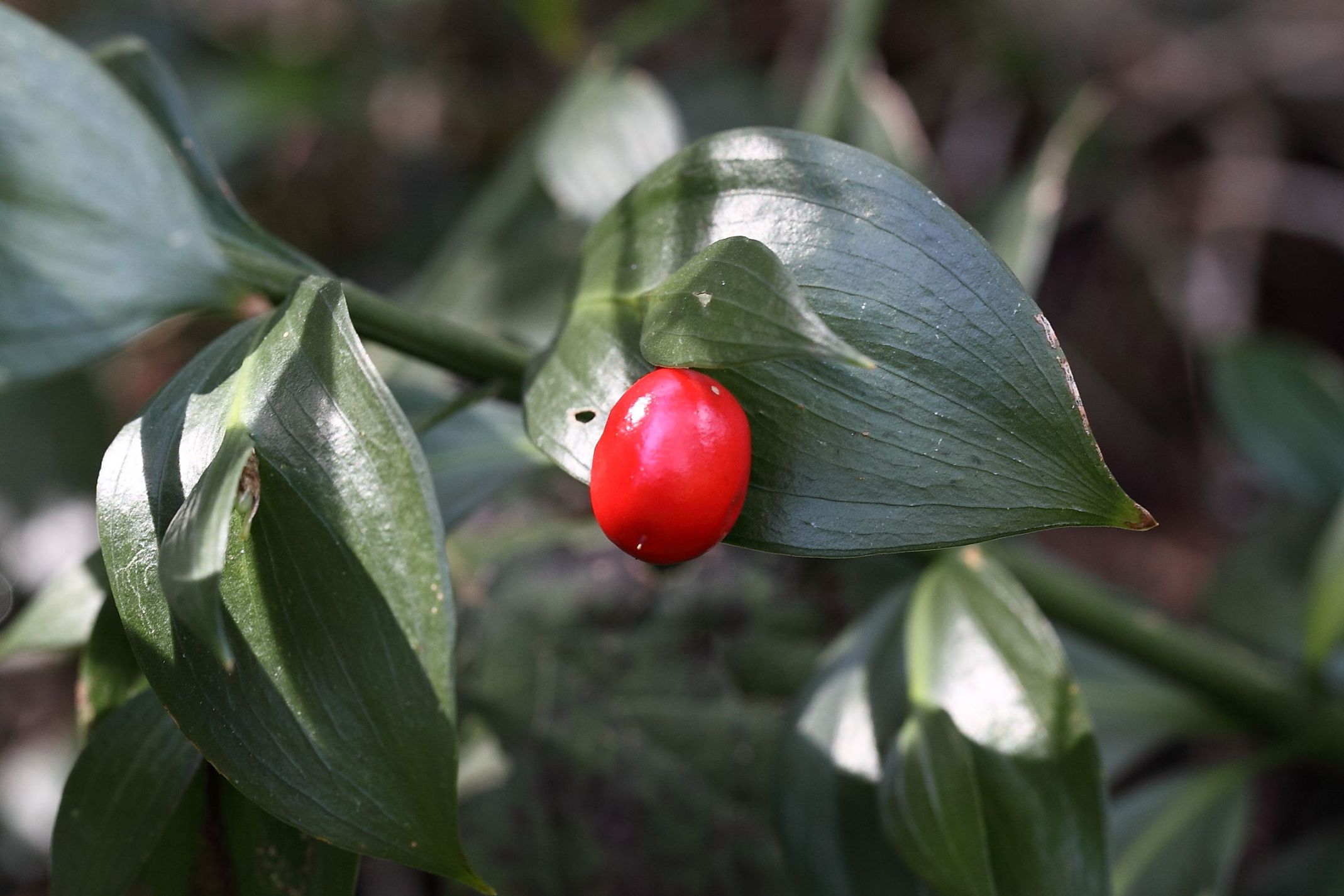 Ruscus hypoglossum / Ruscolo maggiore