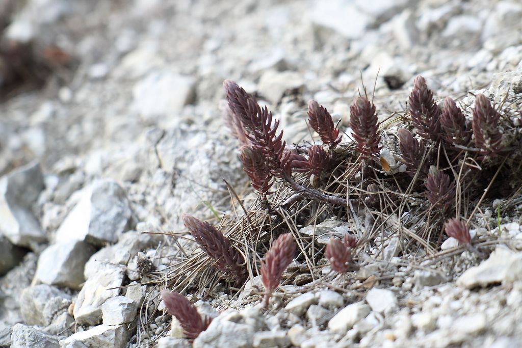 Sedum ?
