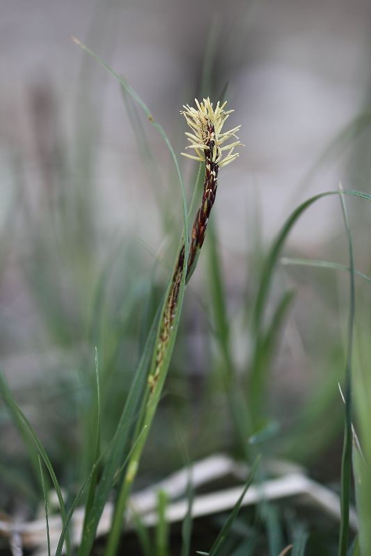 Carex cfr.liparocarpos