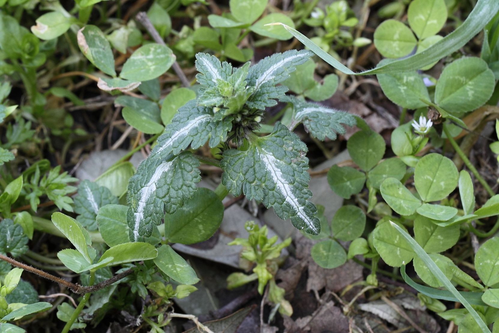 Lamium maculatum / falsa ortica macchiata