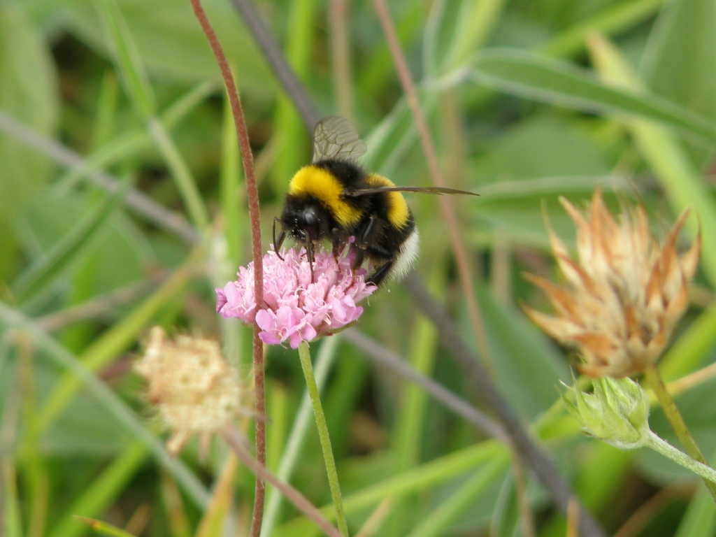 Bombus sp.