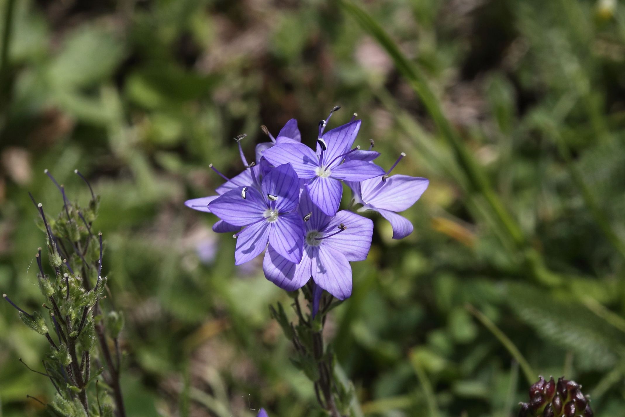 Veronica orsiniana