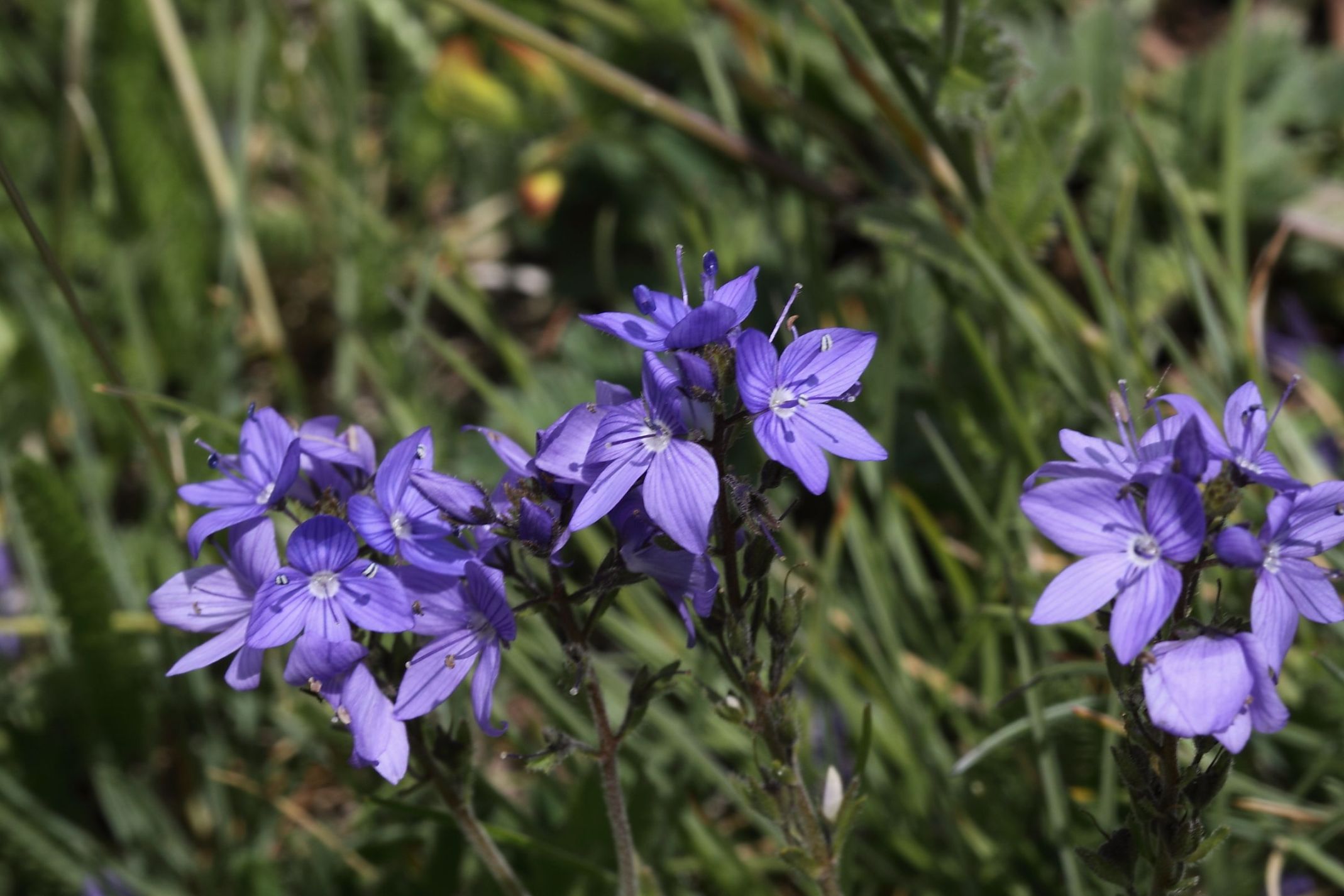 Veronica orsiniana
