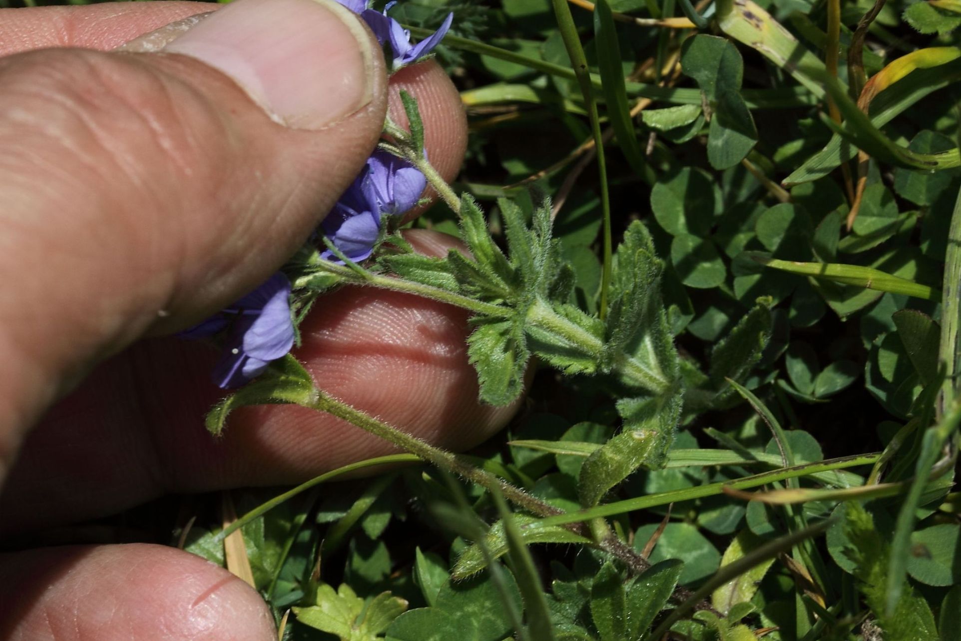 Veronica orsiniana