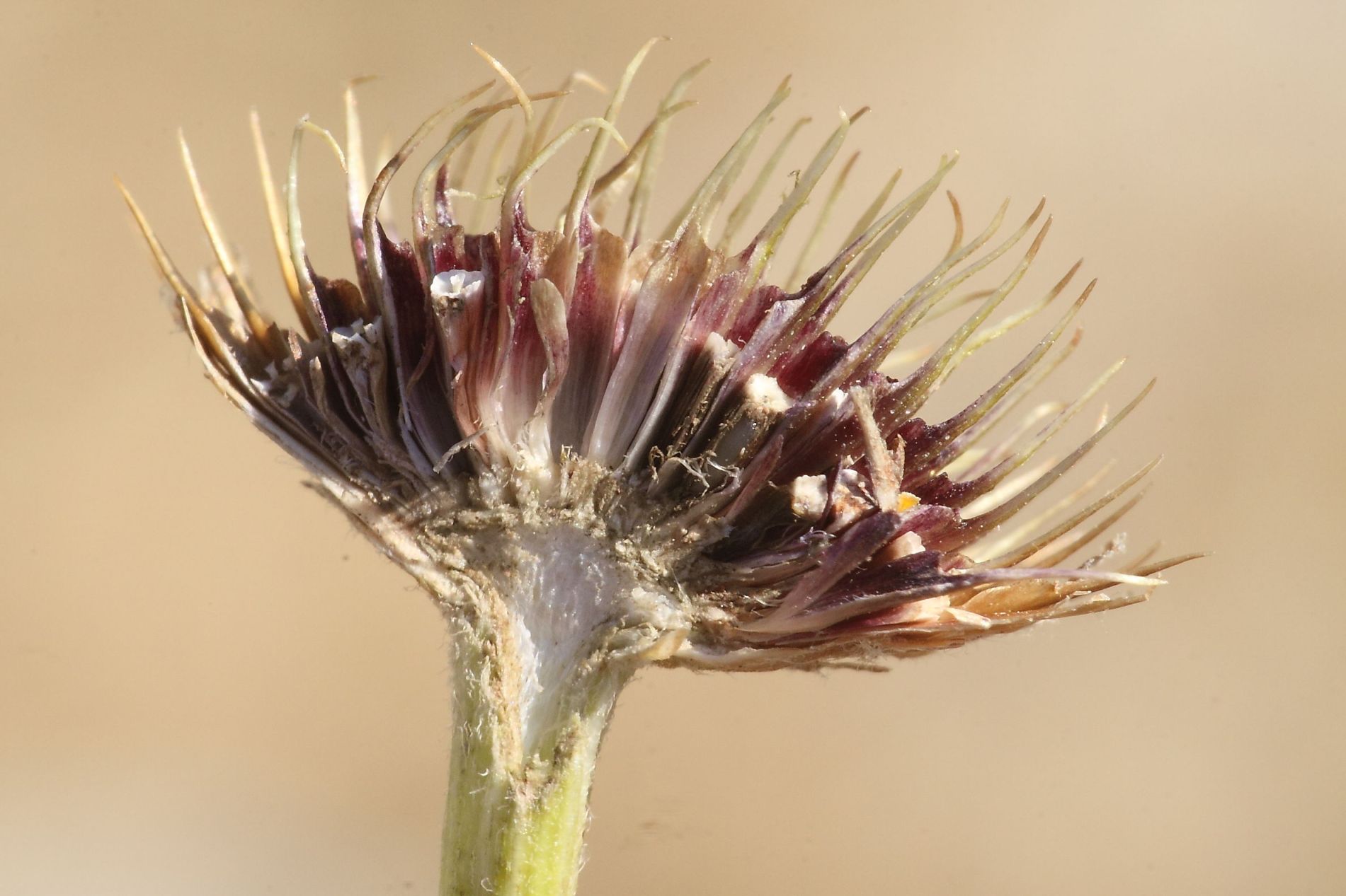 Cota altissima / Camomilla brucia occhi