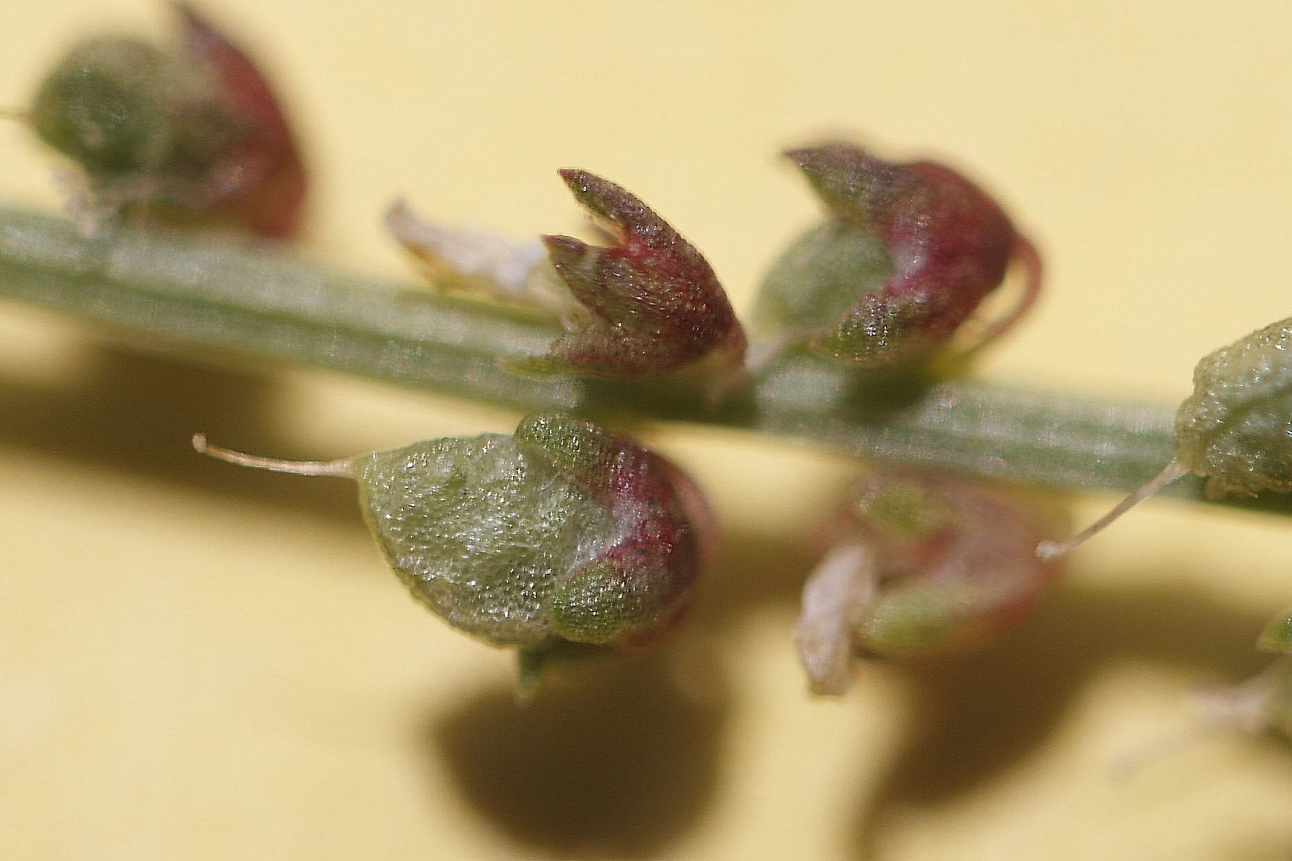 Leguminosa ...- Melilotus indicus (L.) All.