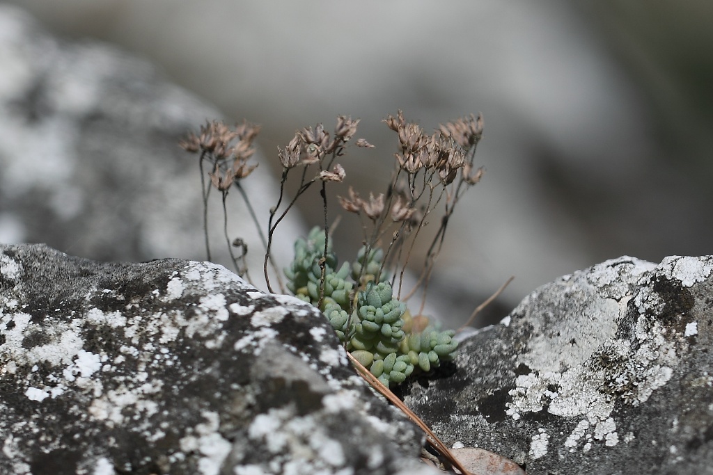 Sedum dasyphyllum