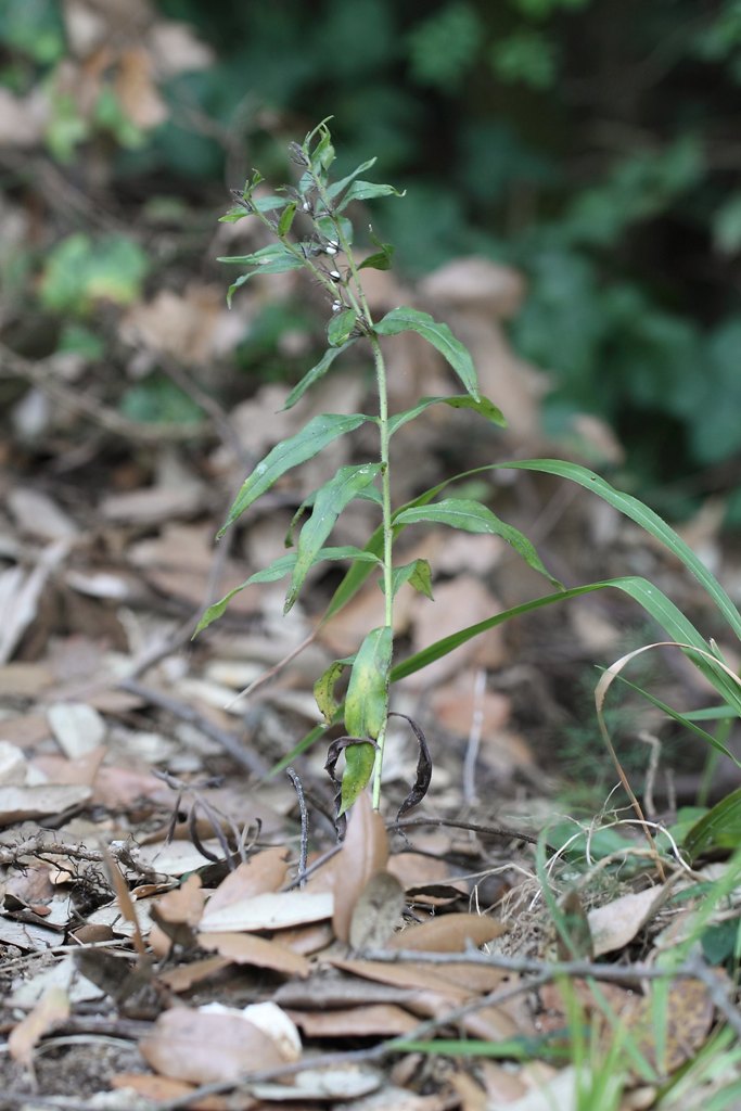 Una conferma - Buglossoides purpurocaerulea