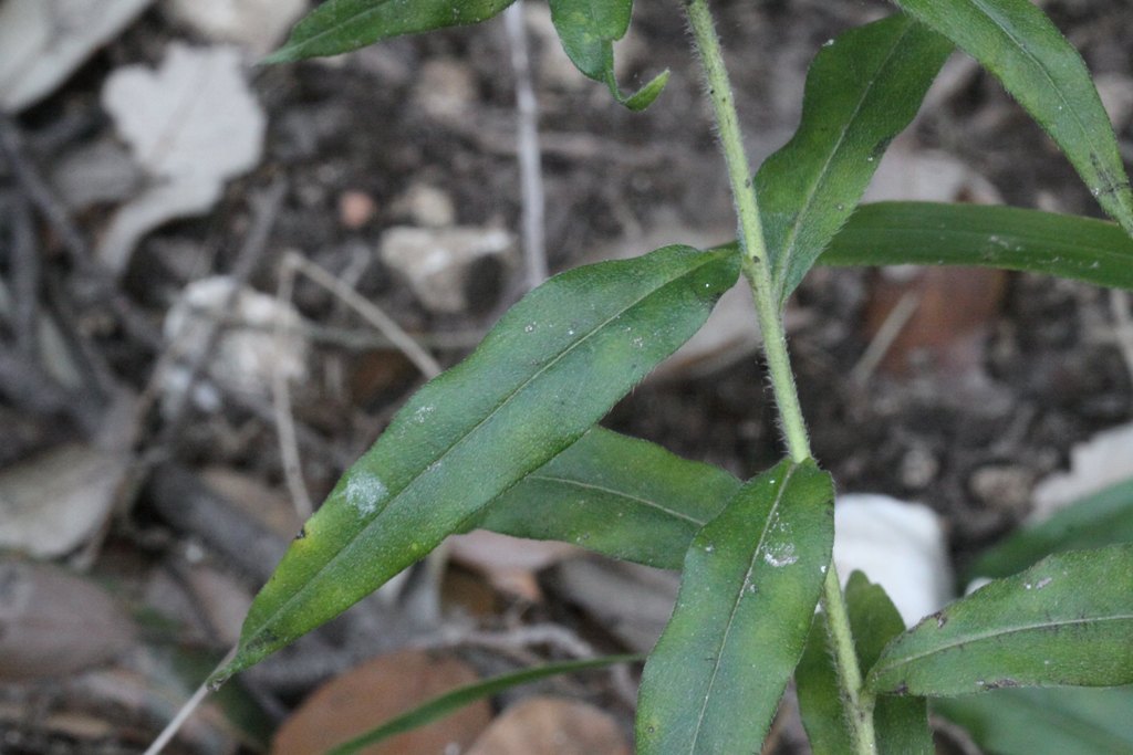 Una conferma - Buglossoides purpurocaerulea