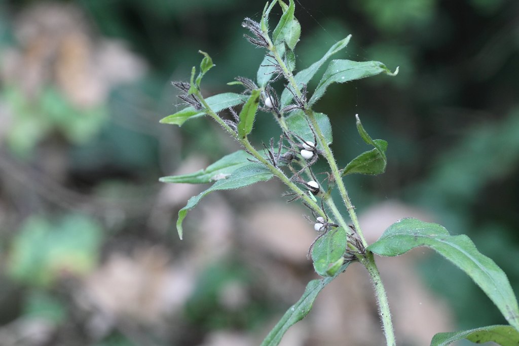 Una conferma - Buglossoides purpurocaerulea
