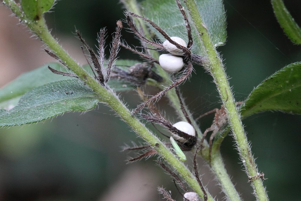 Una conferma - Buglossoides purpurocaerulea