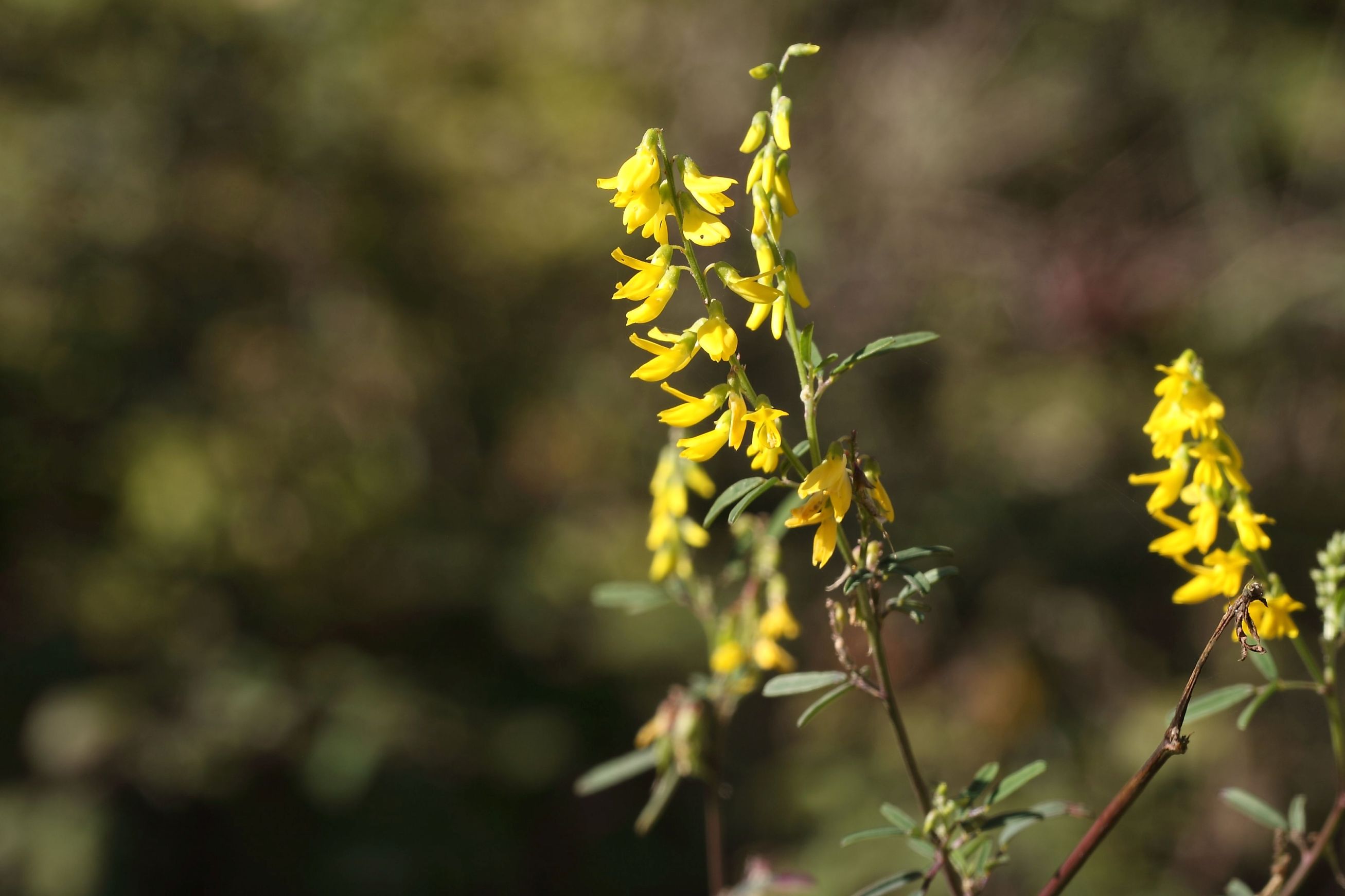 Trigonella altissima (=Melilotus altissimus) / Meliloto altissimo