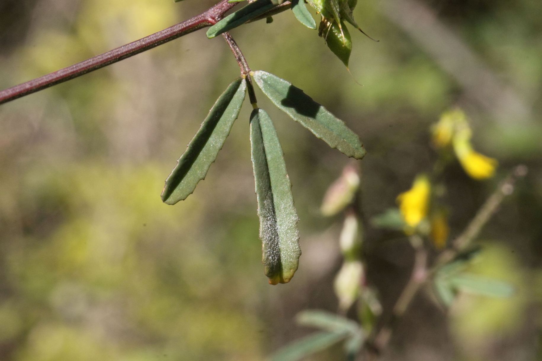 Trigonella altissima (=Melilotus altissimus) / Meliloto altissimo