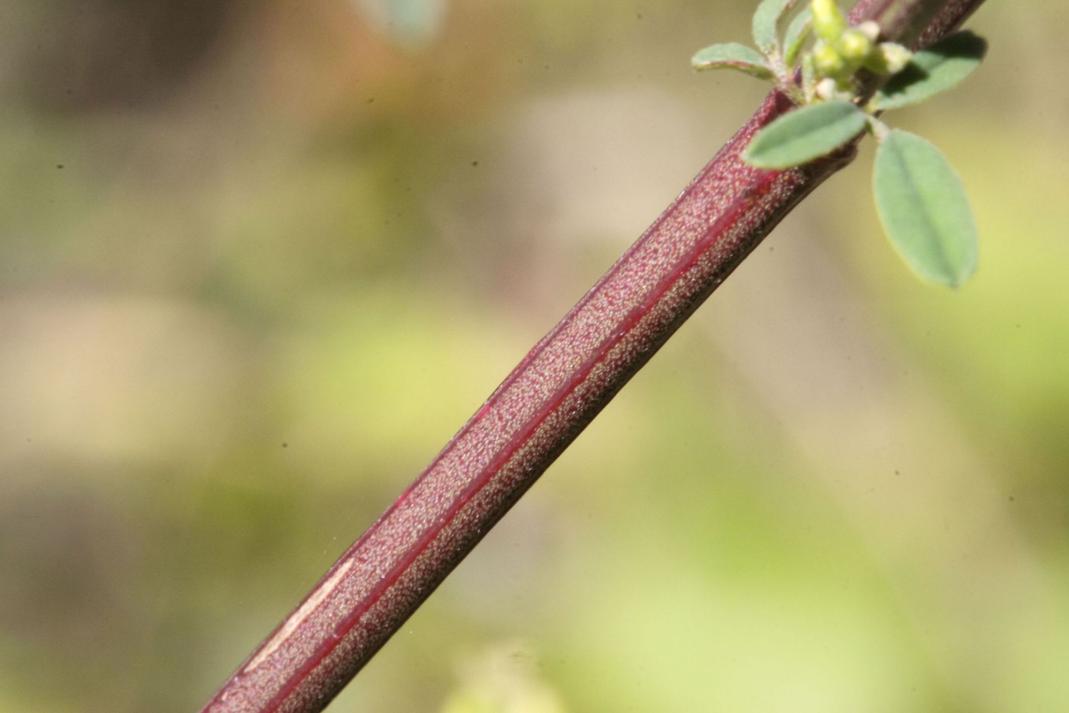Trigonella altissima (=Melilotus altissimus) / Meliloto altissimo