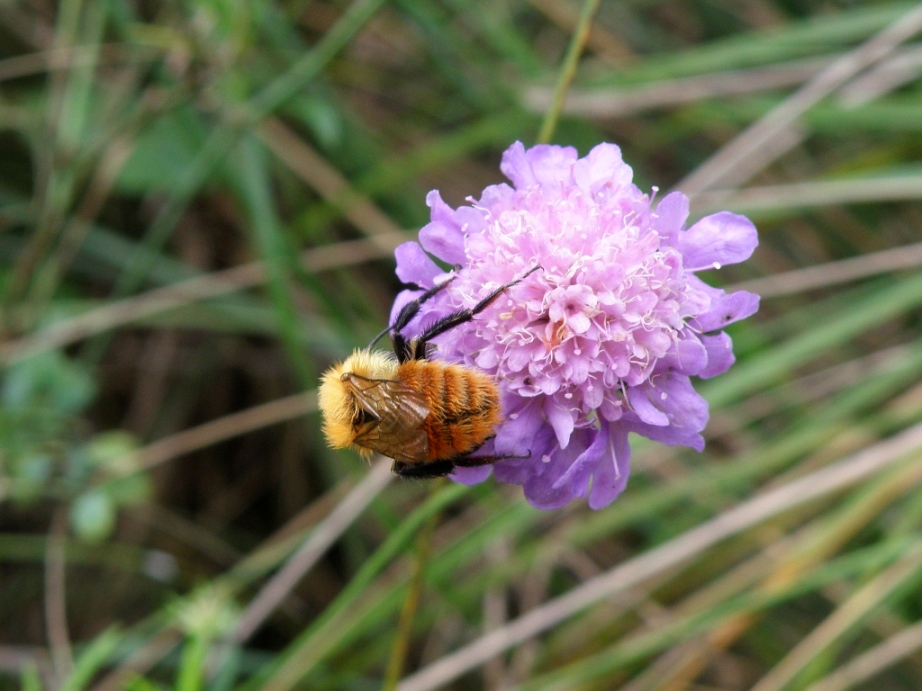 Bombus (gruppo cromatico pascuorum)