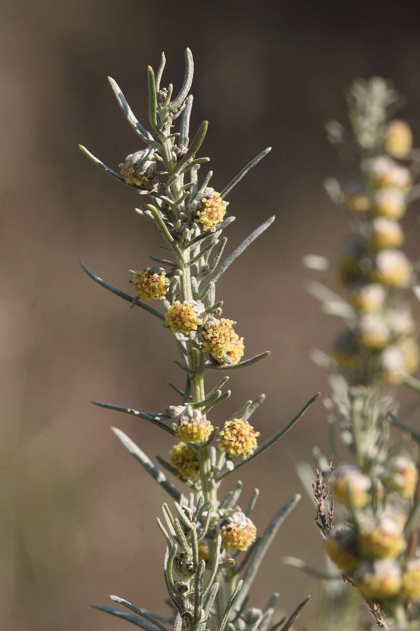 Artemisia alba / Assenzio maschio