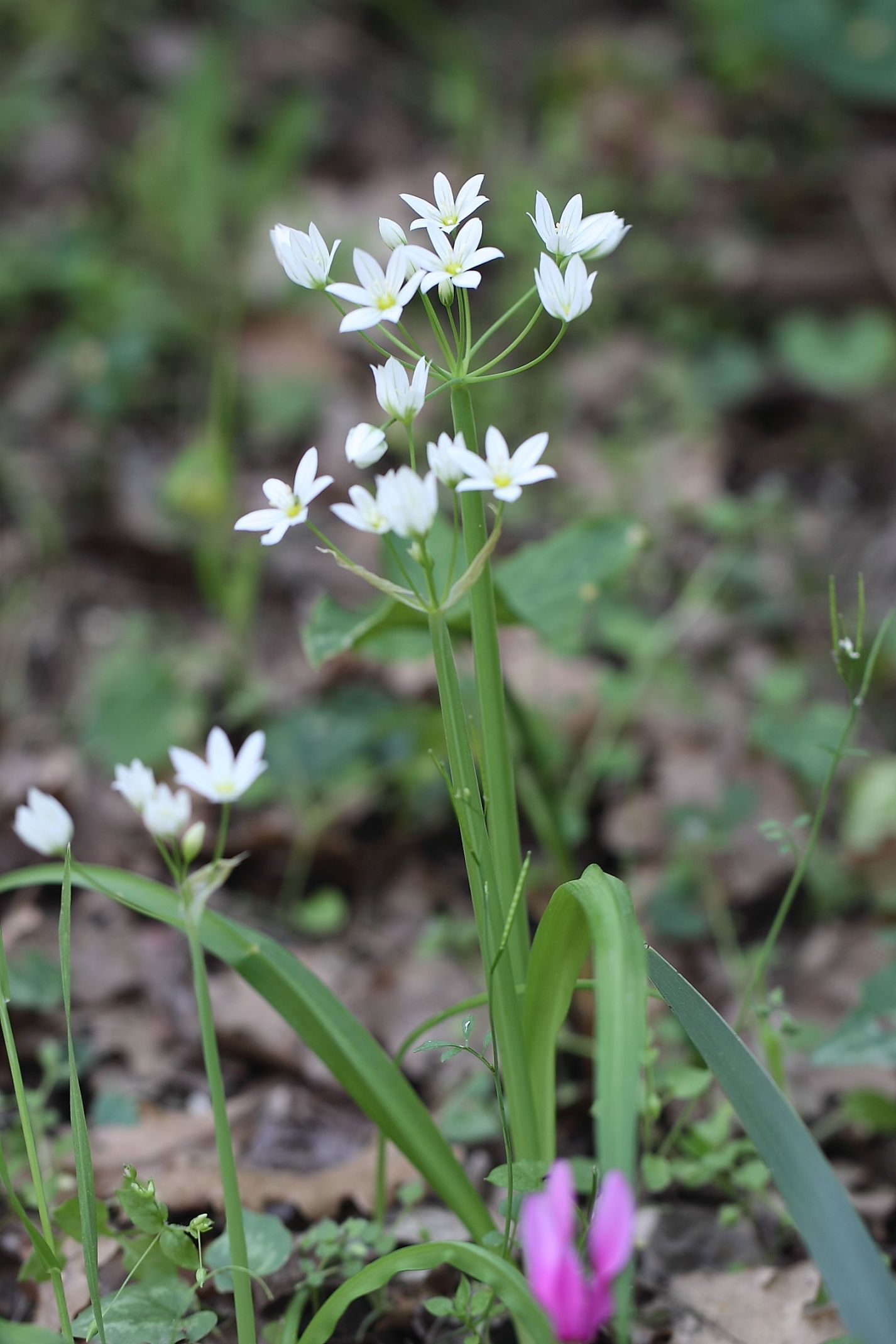 Allium pendulinum / Aglio pendolino