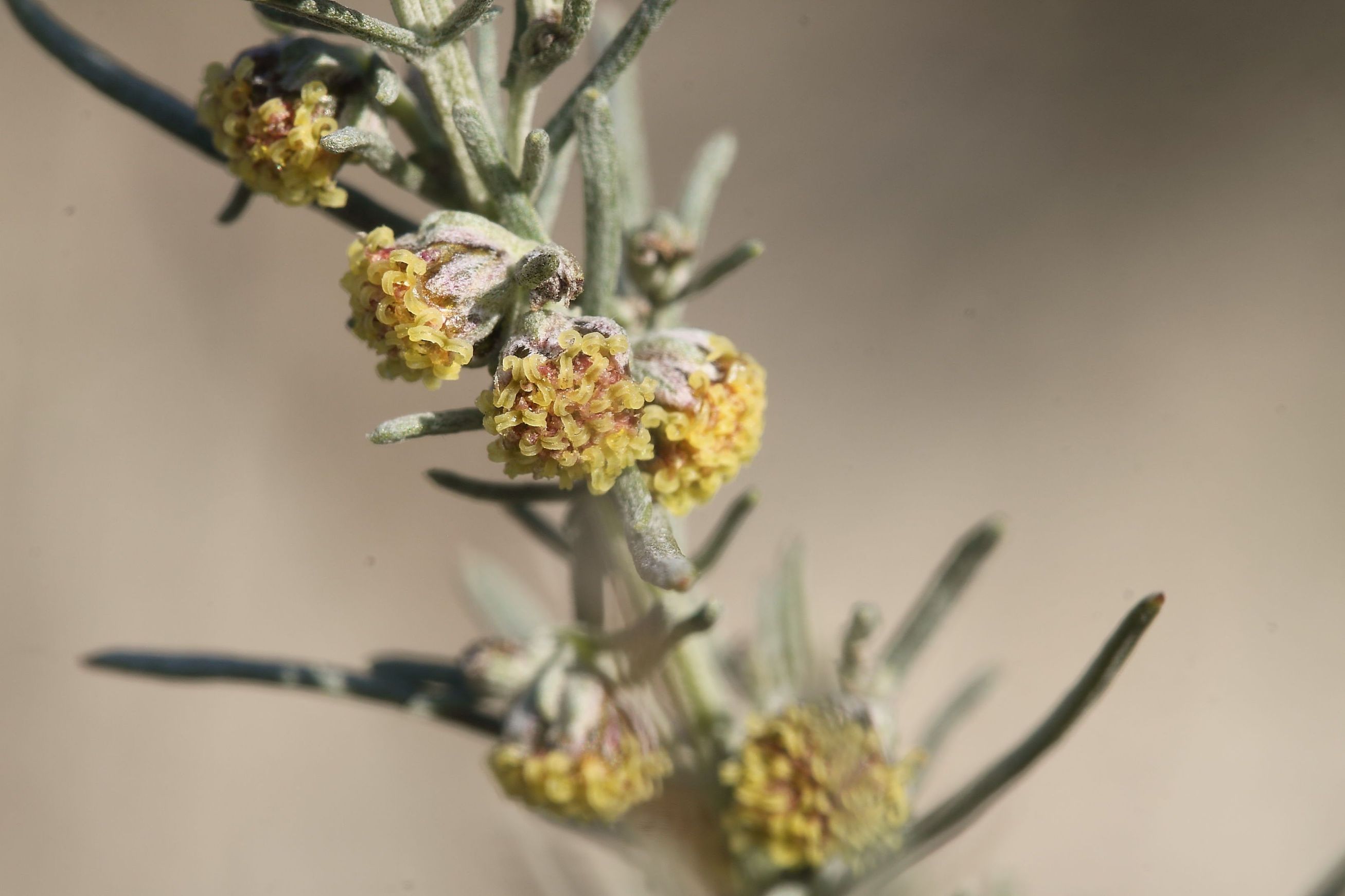 Artemisia alba / Assenzio maschio