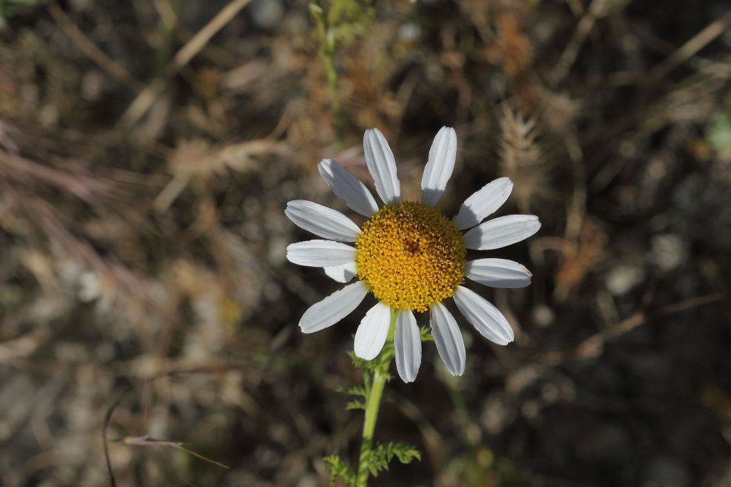 Cota altissima / Camomilla brucia occhi