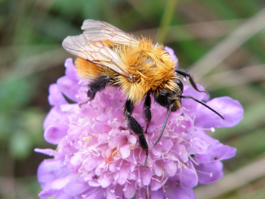 Bombus (gruppo cromatico pascuorum)