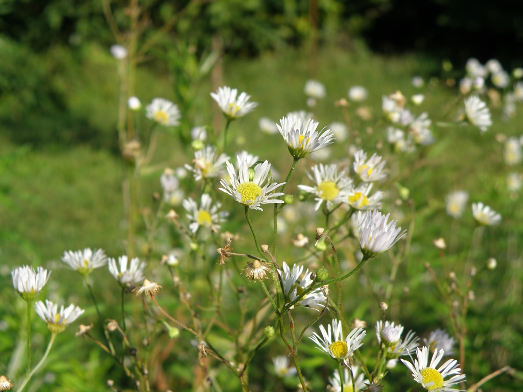 Erigeron annuus