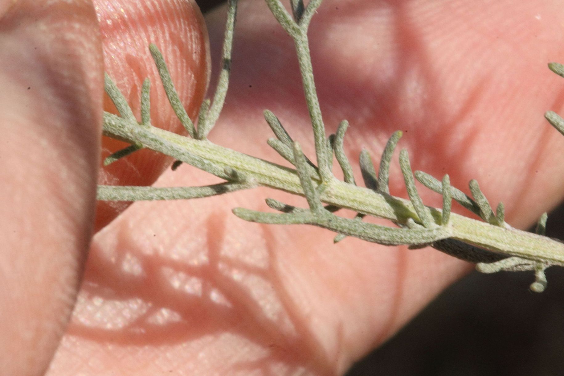 Artemisia alba / Assenzio maschio
