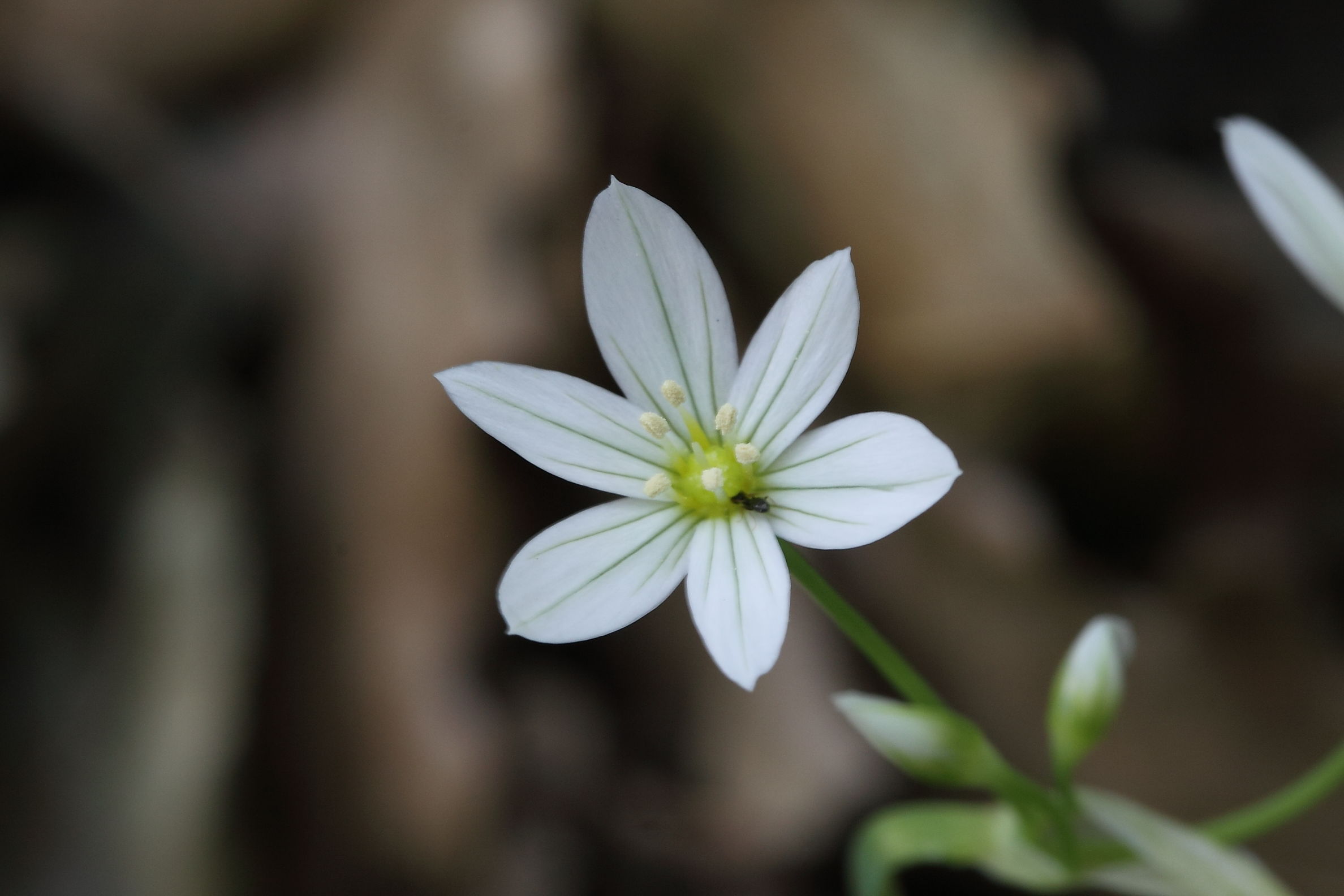 Allium pendulinum / Aglio pendolino