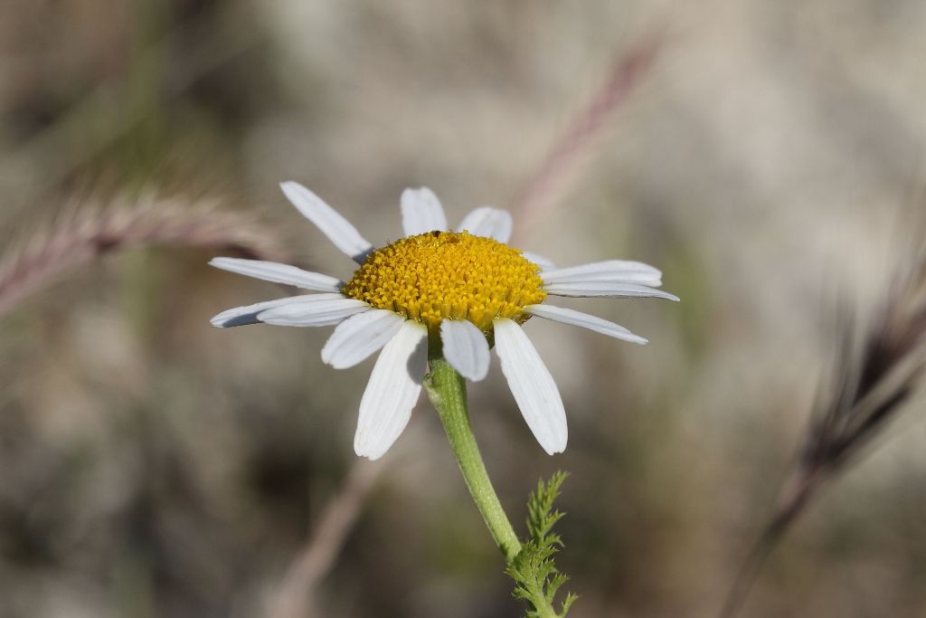Cota altissima / Camomilla brucia occhi