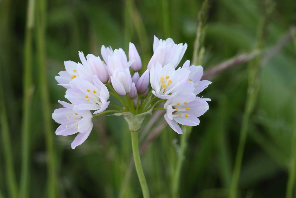 Allium roseum / Aglio roseo