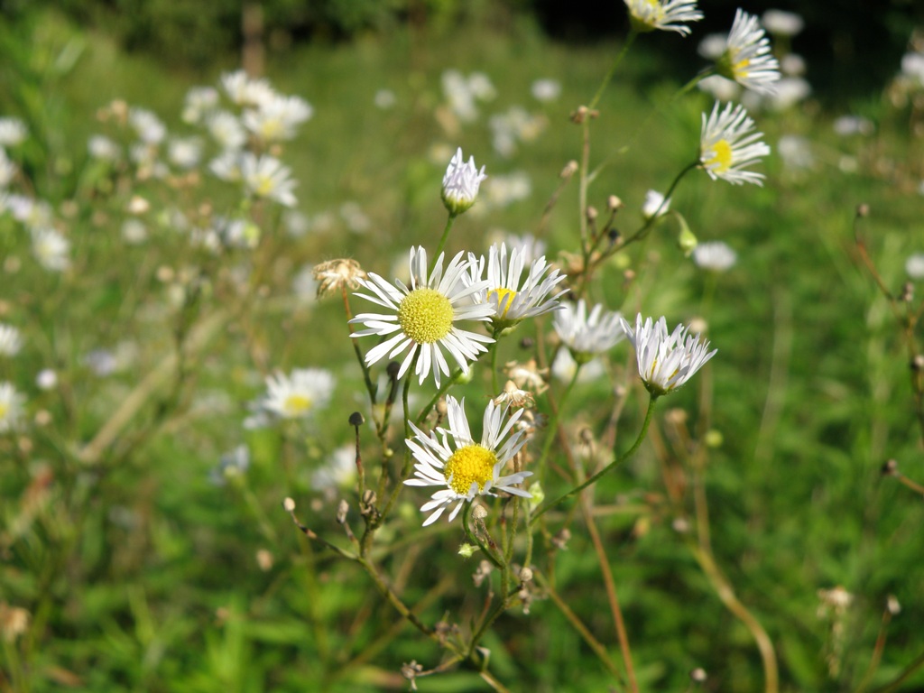 Erigeron annuus