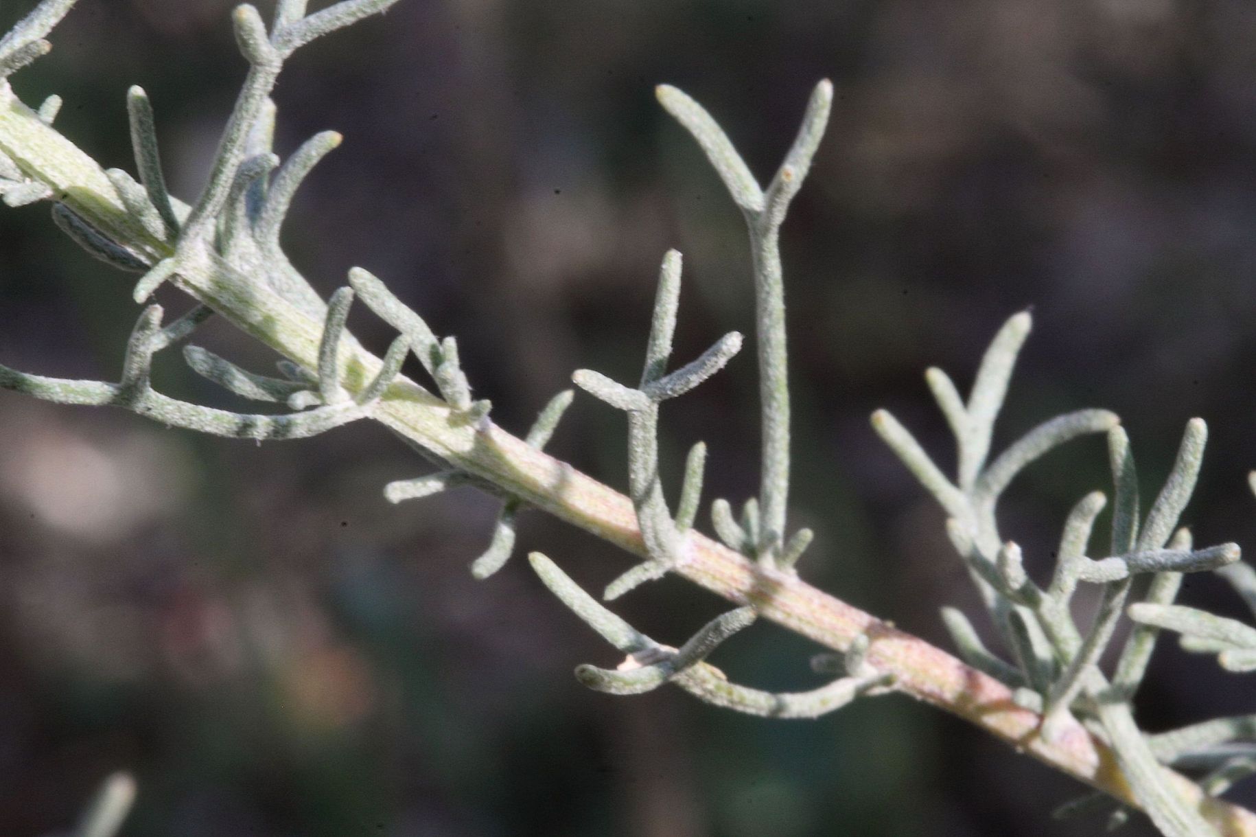Artemisia alba / Assenzio maschio
