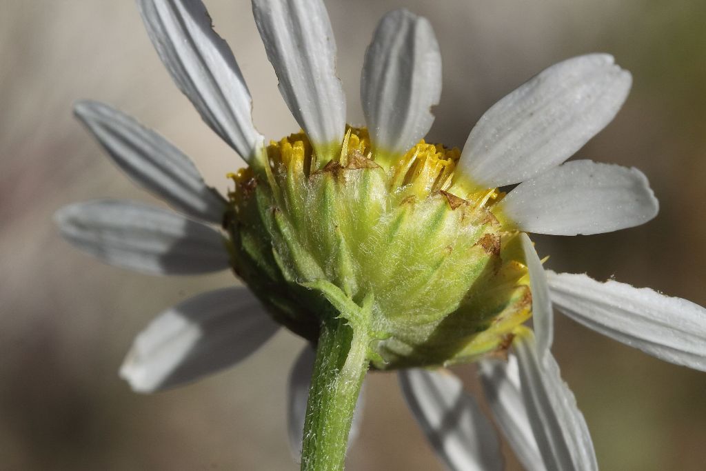 Cota altissima / Camomilla brucia occhi