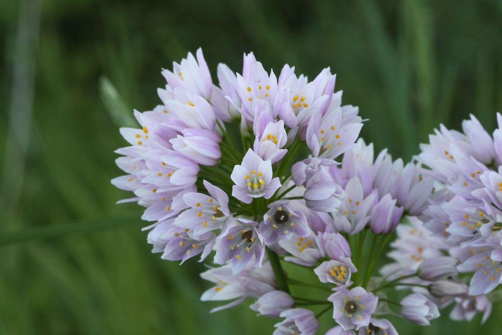 Allium roseum / Aglio roseo