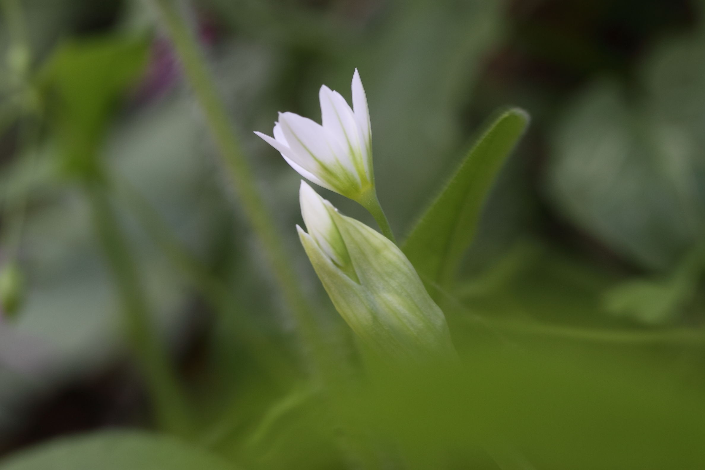 Allium pendulinum / Aglio pendolino