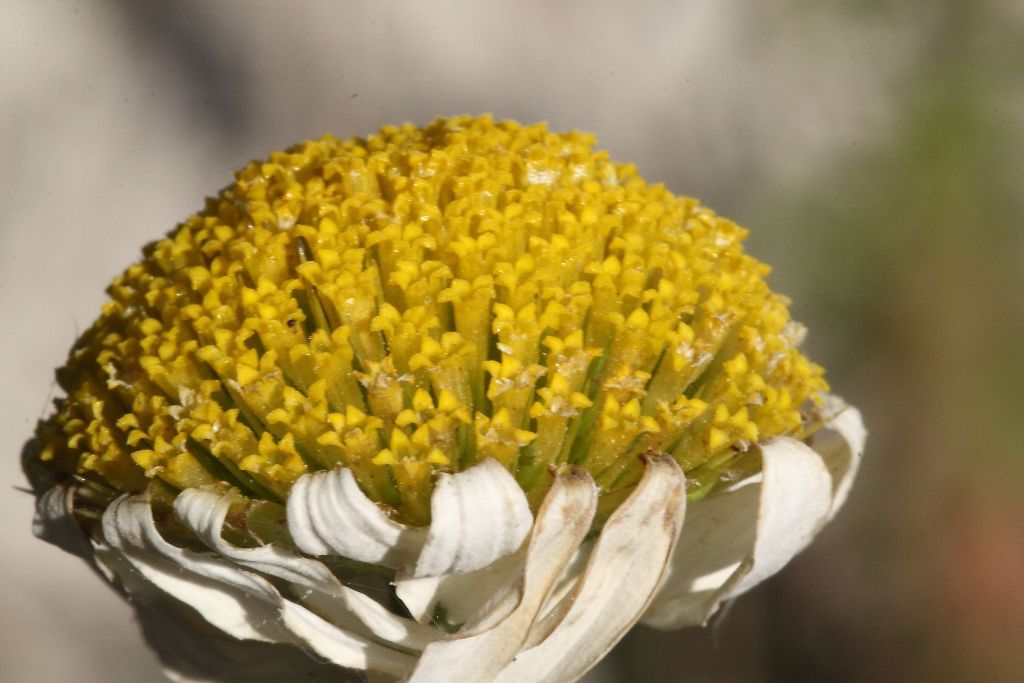 Cota altissima / Camomilla brucia occhi