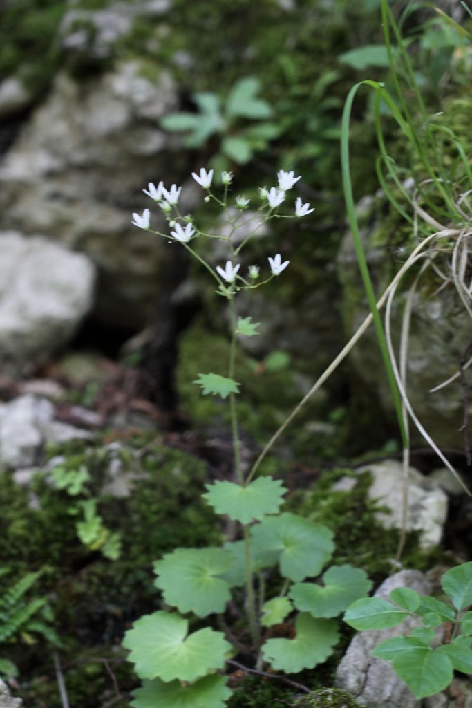 Saxifraga rotundifolia