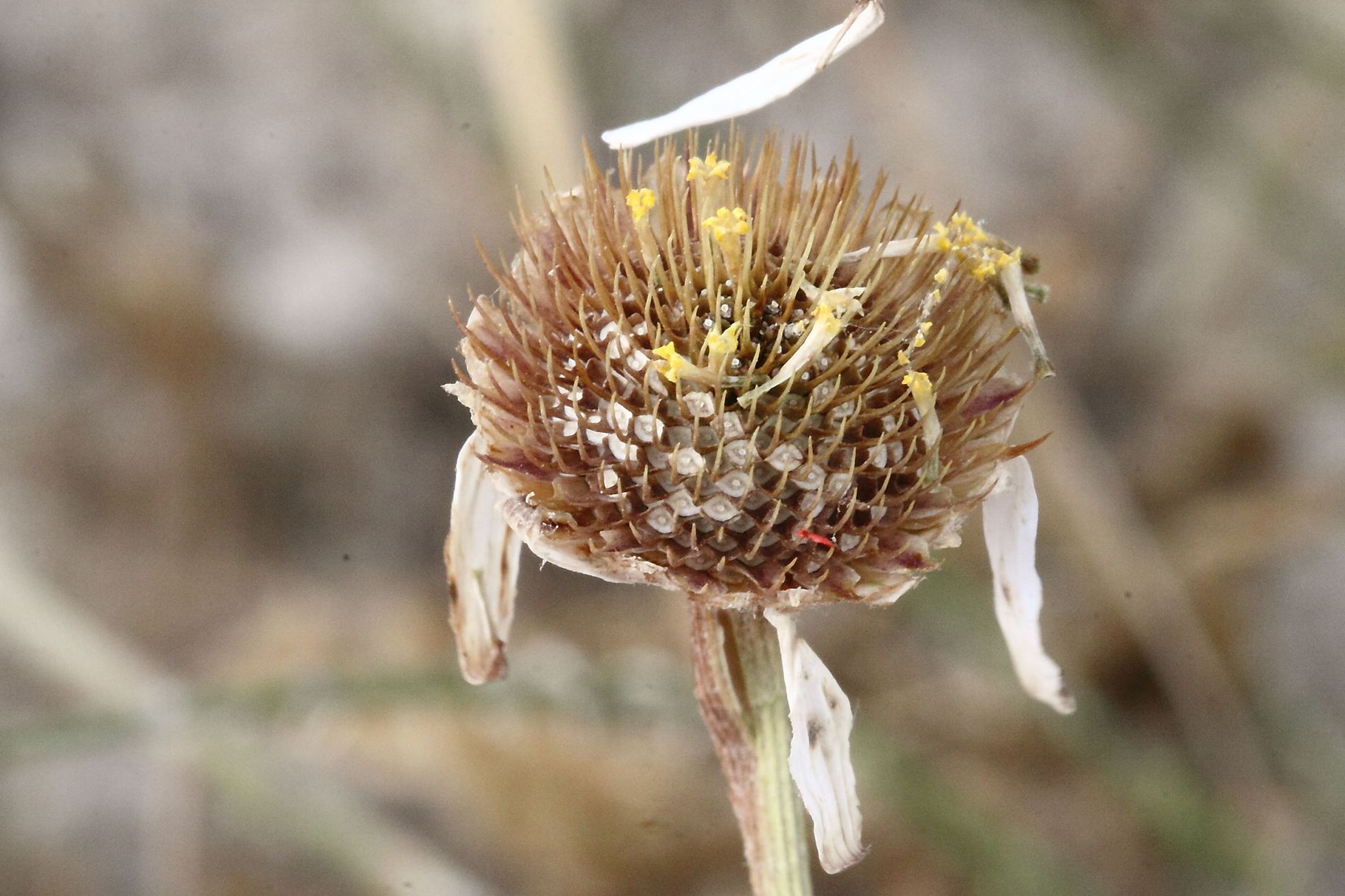 Cota altissima / Camomilla brucia occhi