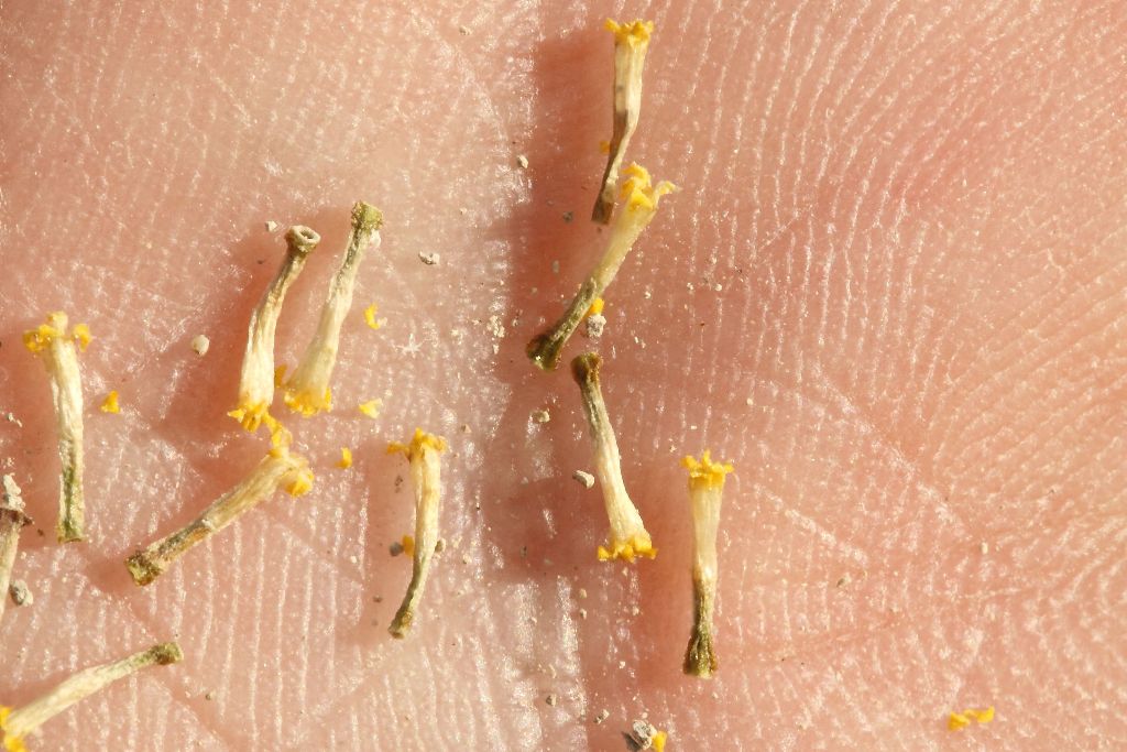 Cota altissima / Camomilla brucia occhi