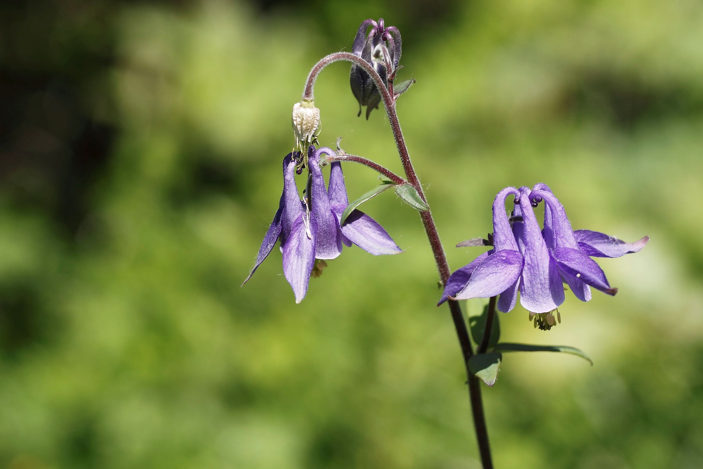 Aquilegia ,,,,
