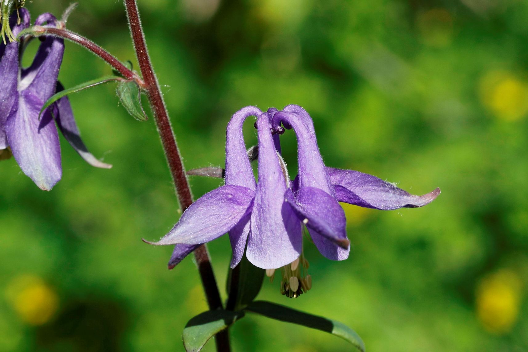 Aquilegia ,,,,