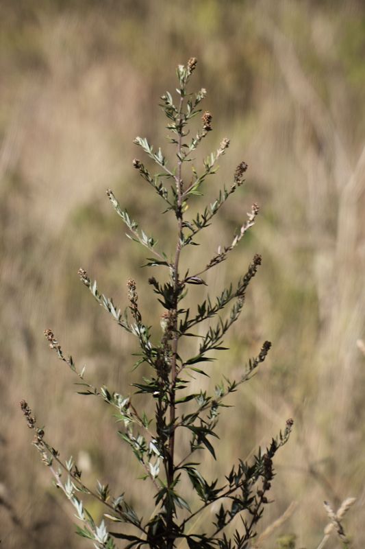 Artemisia vulgaris / Assenzio selvatico