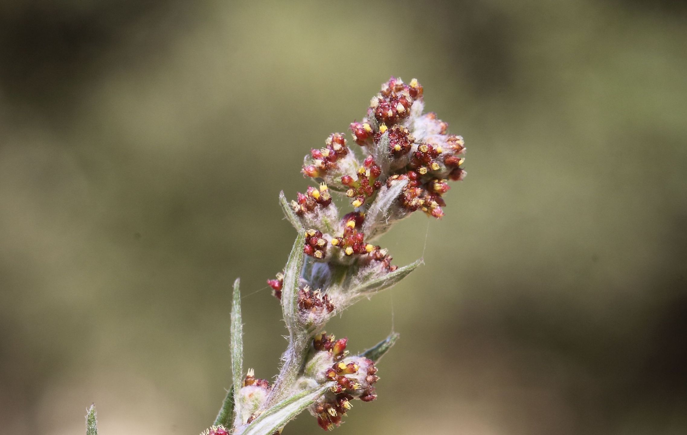 Artemisia vulgaris / Assenzio selvatico