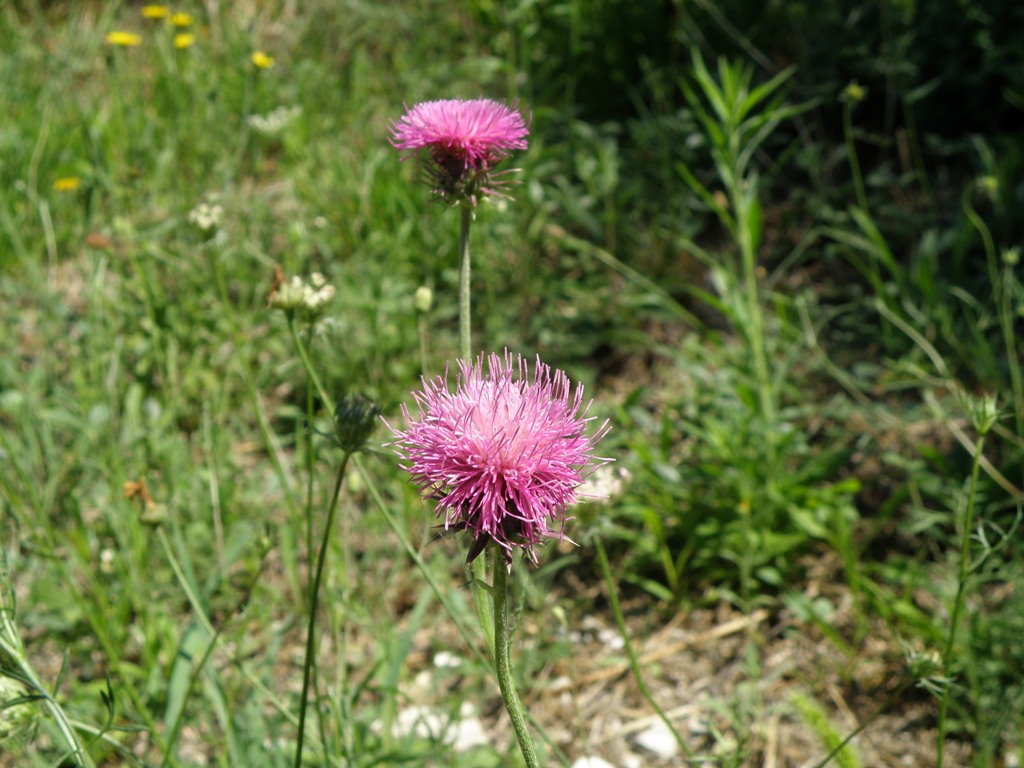 Carduus nutans