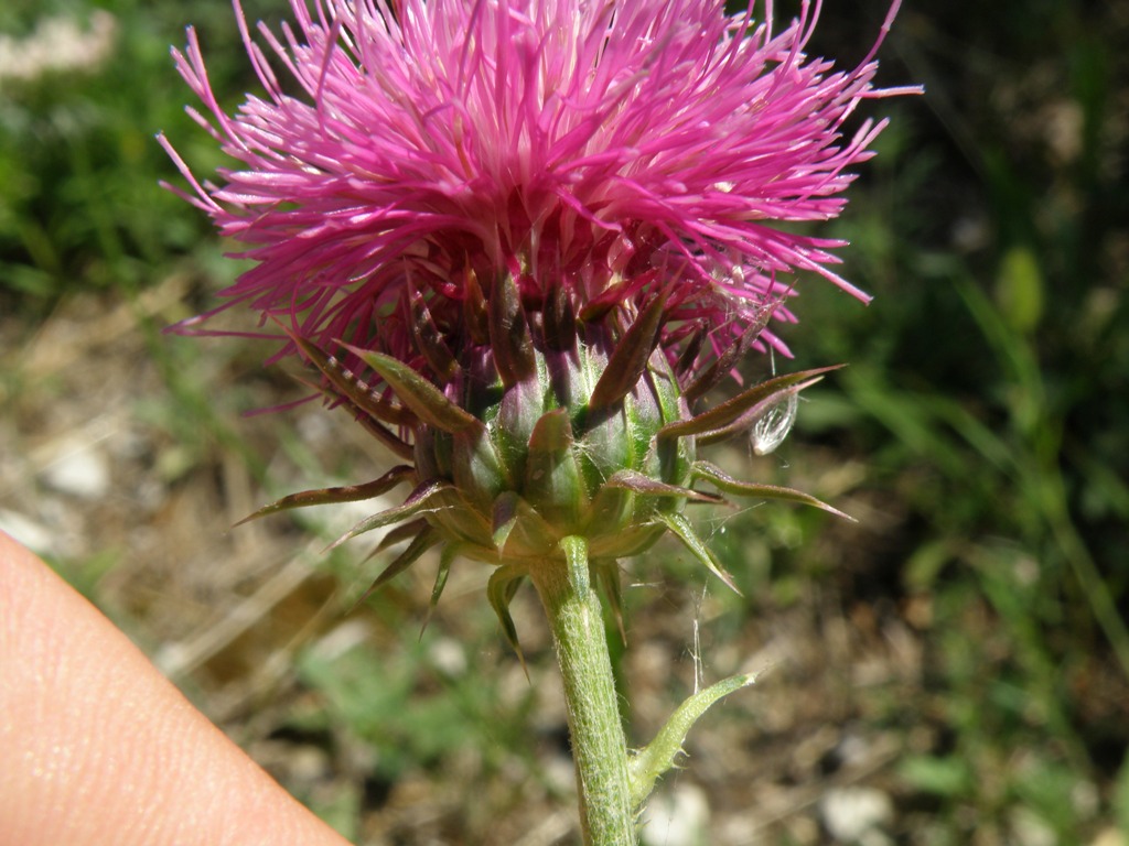 Carduus nutans